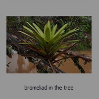 bromeliad in the tree